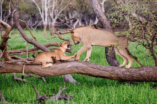 Lion cub with older sibling on a fallen branch