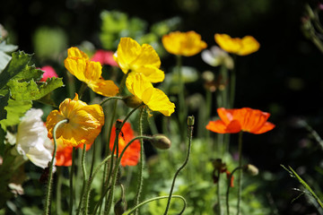 Colourful field of yellow and orange poppies.