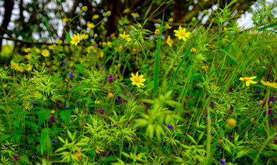 background of green leaves