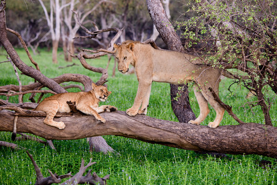 Lion cub with older sibling on a fallen branch