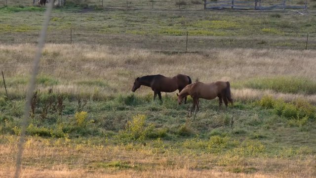 a rural ranch at dusk with various roaming horses
