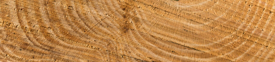 bark of a tree surface texture