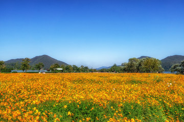 orange cosmos in garden of water