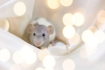 Fototapeta na wymiar Gray-white rat on a background of yellow spotlights. 2020 New Year Concept. Christmas card
