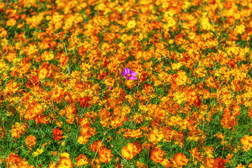 orange cosmos garden of water