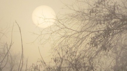 autumn fog and sun