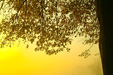 Brouillard Automne soleil