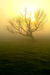 Fototapeta na wymiar Brouillard Automne soleil
