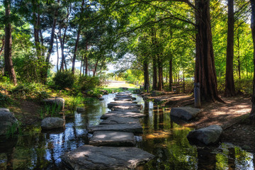 Obraz premium semiwon garden metasequoia trees