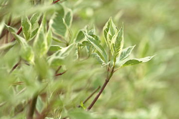 arbre feuille ete vert environnement macro