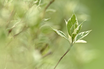 Fototapeta na wymiar arbre feuille ete vert environnement macro