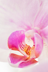 Fototapeta na wymiar Pale pink Phalaenopsis orchid commonly called a moth orchid isolated against a white background.