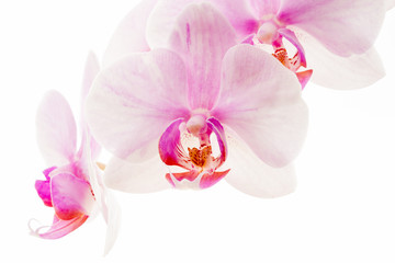 Obraz na płótnie Canvas Pale pink Phalaenopsis orchid commonly called a moth orchid isolated against a white background.