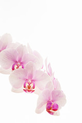 Naklejka na ściany i meble Pale pink Phalaenopsis orchid commonly called a moth orchid isolated against a white background.