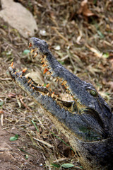Large crocodile leaves the water near Cape Coast, Ghana, and shows it's set of teeth