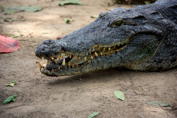 Large crocodile leaves the water near Cape Coast, Ghana