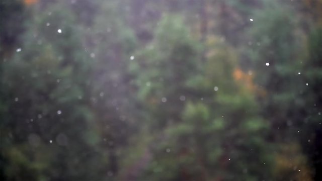 Early snowfall in the autumn forest.