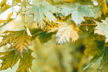 bright colorful background with leaves, autumn composition