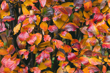 bright colorful background with leaves, autumn composition