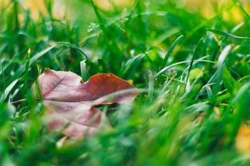 Autumn composition of fallen maple leaf on the grass, selective focus