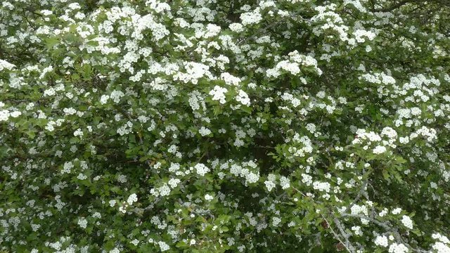 common hawthorn (Crateagus monogyna) in flower 4k