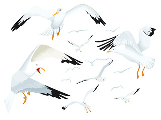 Ronde de mouettes dans le ciel