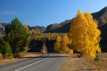 Naklejka na ściany i meble Autumn landscape. Asphalt road in the highlands. Blue sky, yellowed birches, road markings on the pavement.