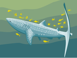 Requin baleine et ses poissons pilote jaune