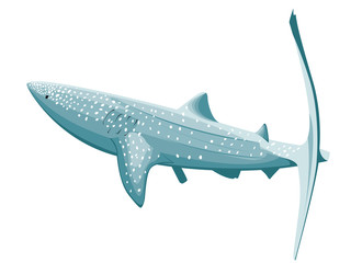 Requin baleine isol&eacute; en couleur