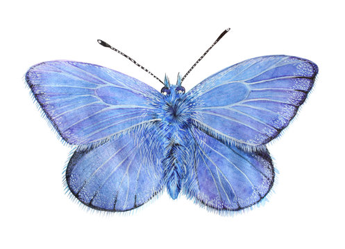 Butterfly Lycaena (copper-butterfly)  Beautiful sky blue butterfly isolated on a white background. Drawing watercolor, color pencils.