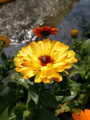 yellow flower in the garden