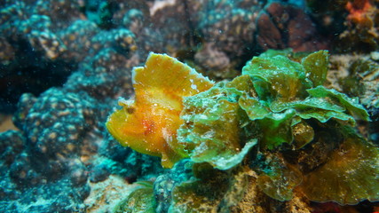 amazing underwater world - fish