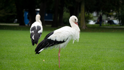 white storks on green grass