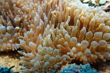 Fototapeta na wymiar under water corals like flowers
