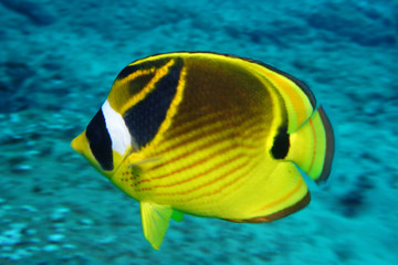 Fototapeta na wymiar amazing underwater world - fish