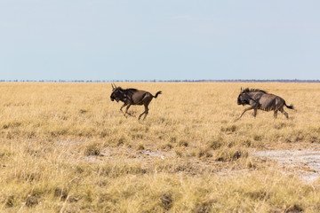 Two running gnus in a steppe, Etosha, Namibia, Africa