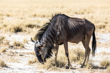 Fototapeta na wymiar Single grassing gnu in the steppe, Etosha, Namibia, Africa