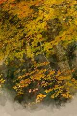 Digital watercolor painting of Beautiful colorful vibrant Autumn Fall forest woodland landscape detail in English countryside
