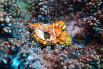 amazing underwater world - fish