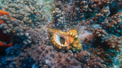 amazing underwater world - fish