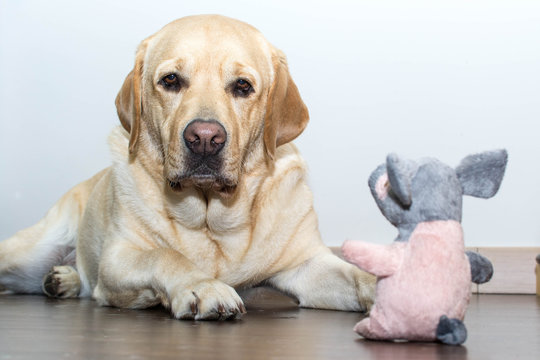 Retrato de un perro Labrador en casa con un juguete
