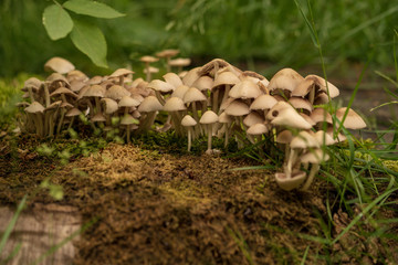 Pilzwald auf moosbedecktem Untergrund