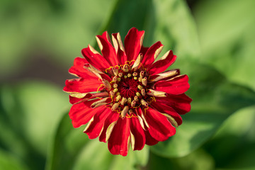 Makro einer roten Zinnie