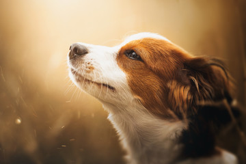 Portrait of a cute Kooiker dog looking into the light