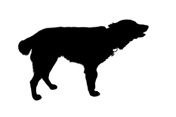 Dog barking silhouette Isolated white background