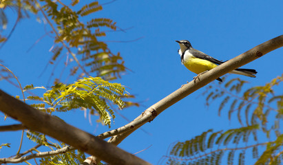 Madagascar Wagtail (Motacilla flaviventris)