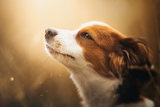 Portrait of a cute Kooiker dog looking into the light