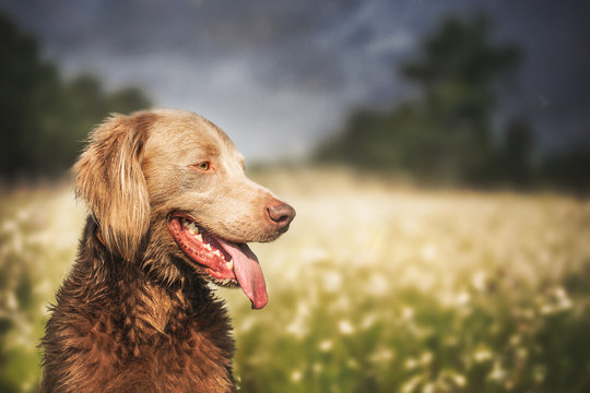 Portrait of Longhaired Weimaraner in a field just before the storm