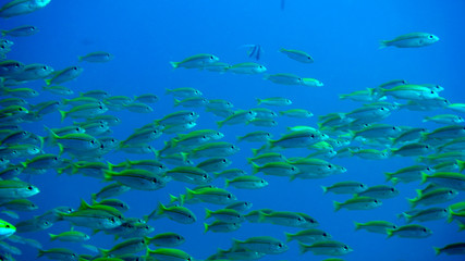 Obraz premium amazing underwater world - fish
