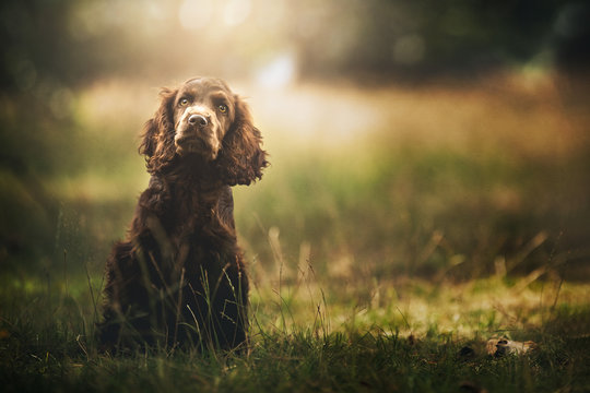 Portrait of a brown cocker puppy isolated from the background